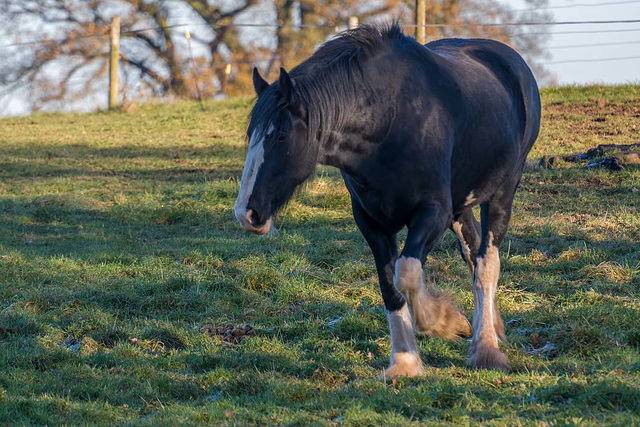 Shire horse (6)