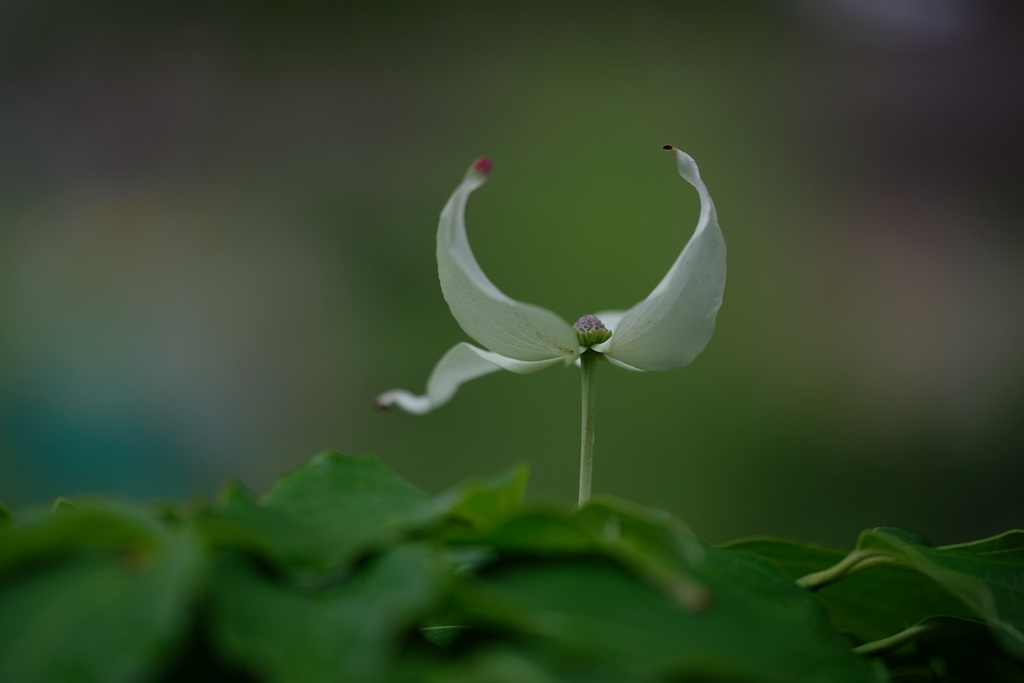 DSCF9841