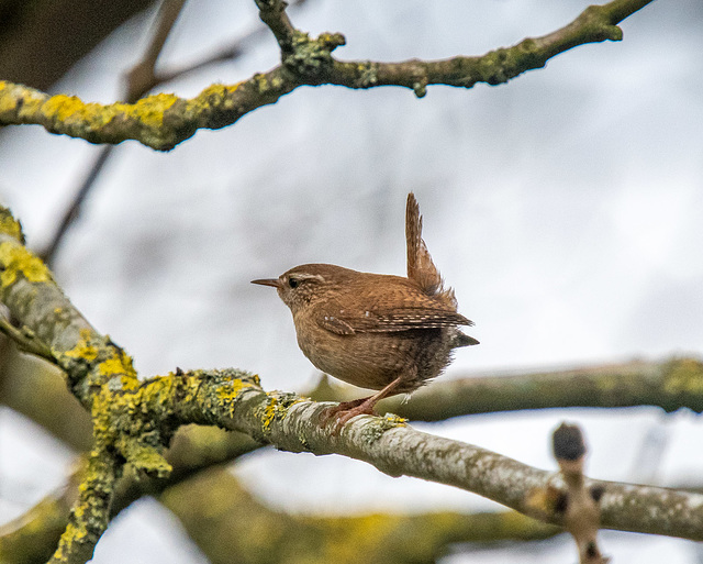 Wren