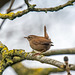 Wren