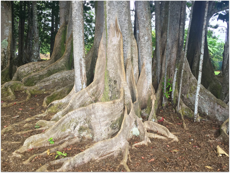 Rudraksha  Trees