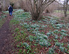 Carpet of snowdrops