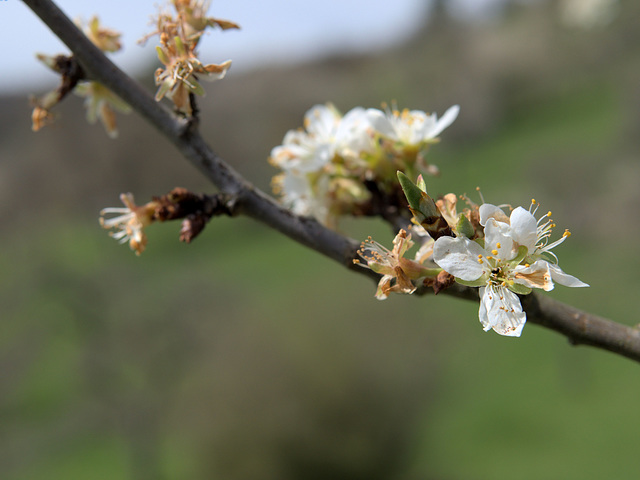 Jojoblüte