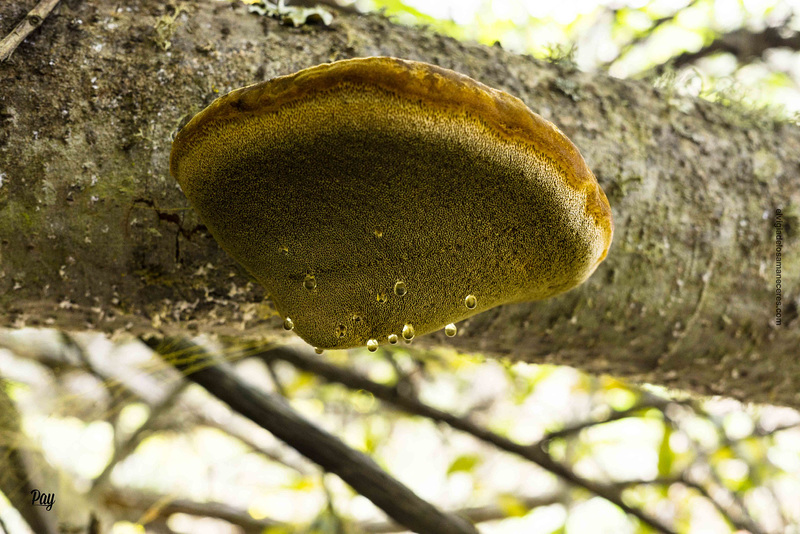 Inonotus hispidus.
