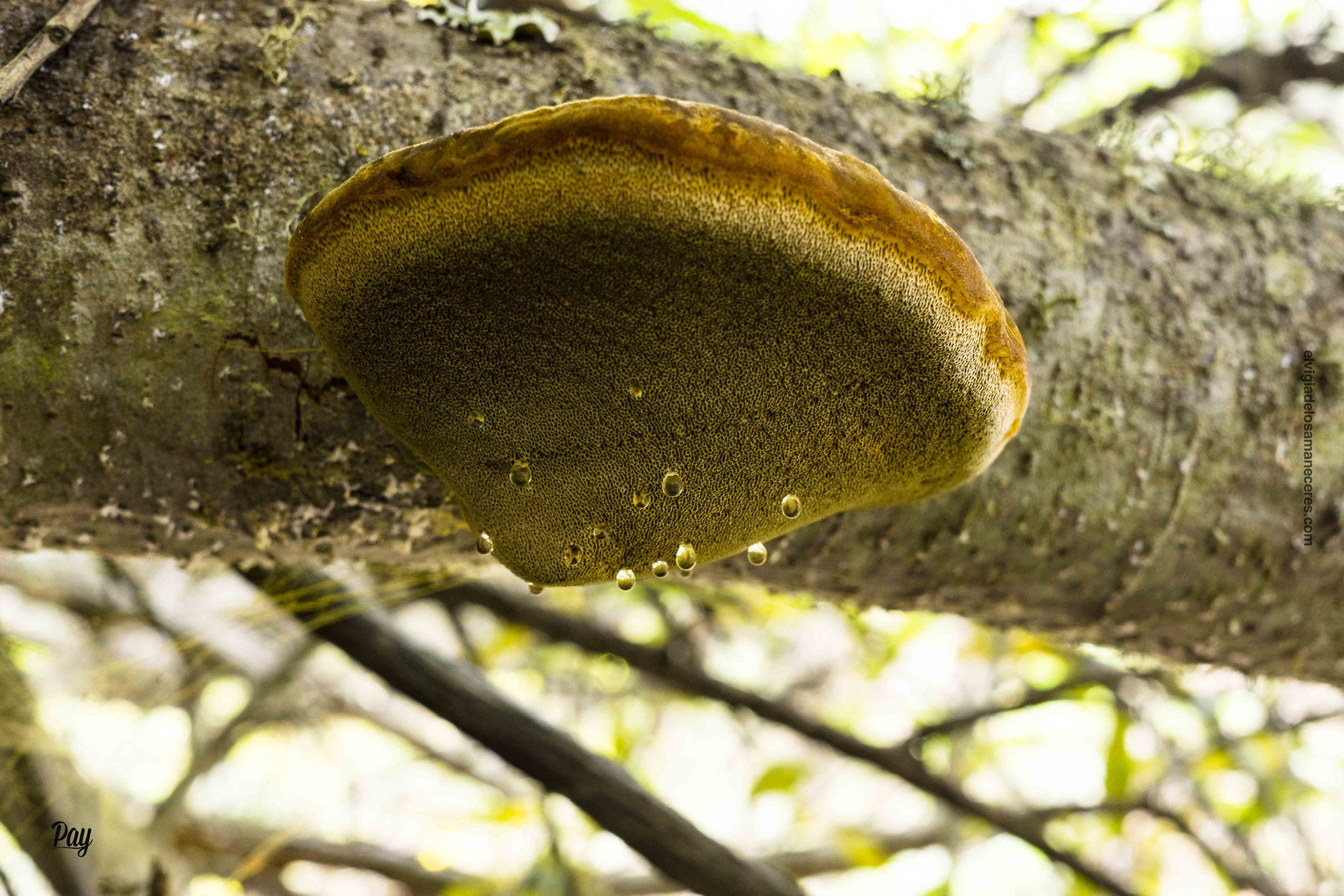 Inonotus hispidus.