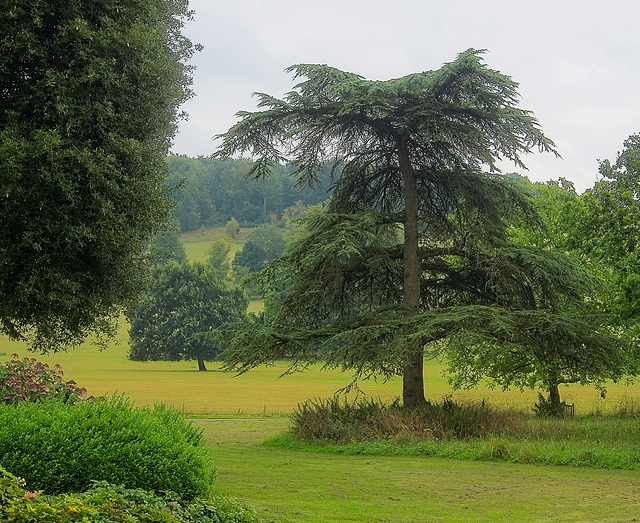 Trees, West Dean Gardens