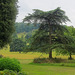 Trees, West Dean Gardens