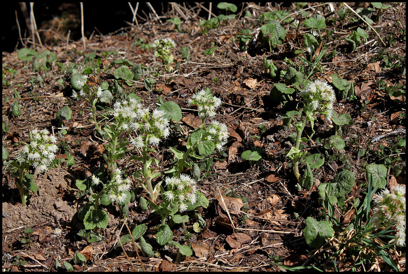 Petasites alba (4)