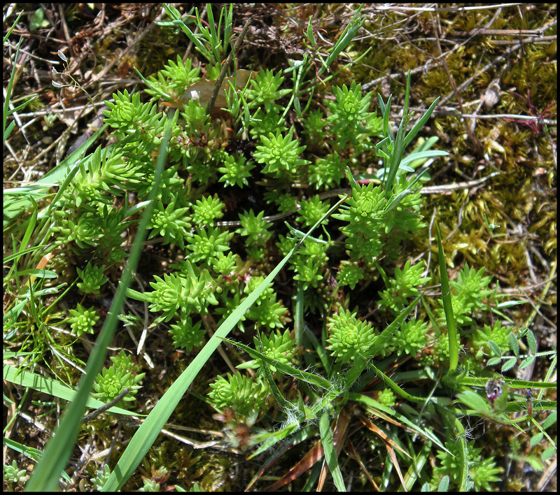 Sedum forsterianum