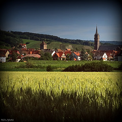 Les blés...d'Alsace