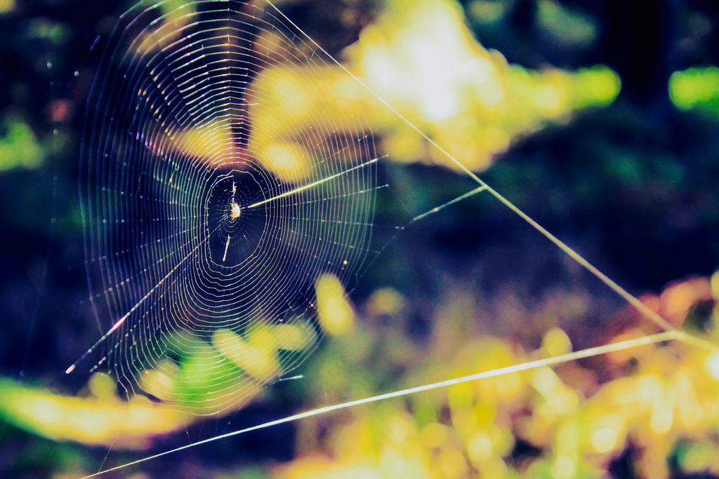 Cobweb