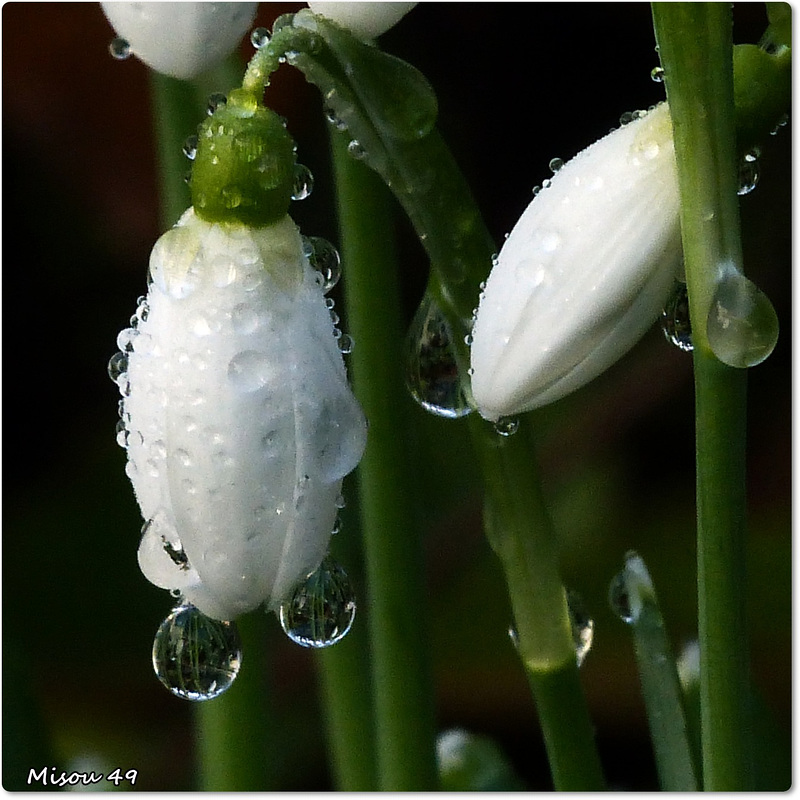 MON JARDIN