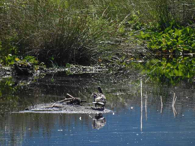 20170618 2035CPw [D~MI] Großes Torfmoor, Hille