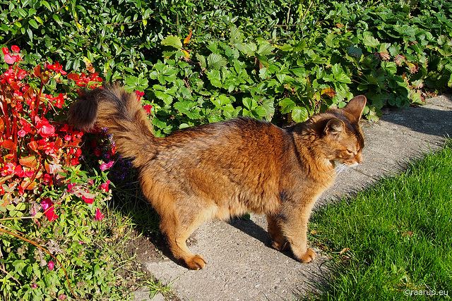 Cuddly Rags in colours - Happy Caturday