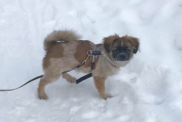 Elsa in the snow