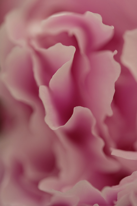 DSCF3989 DSCF3989