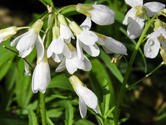 Day 4, wildflower, Point Pelee