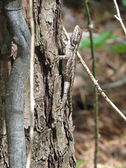 Eastern fence lizard