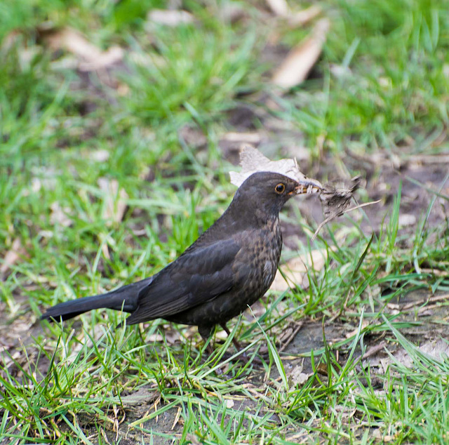 Blackbird with nesting material