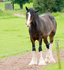 Shire horse 1
