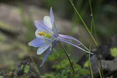 Colorado Blue Columbine