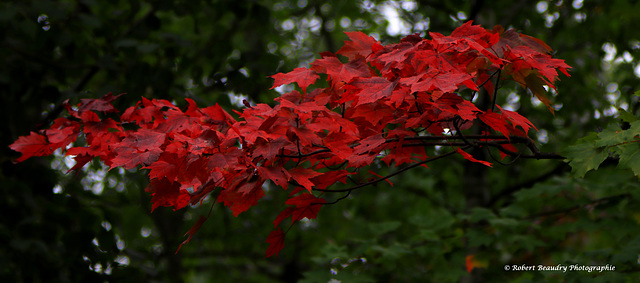 Rouge et vert