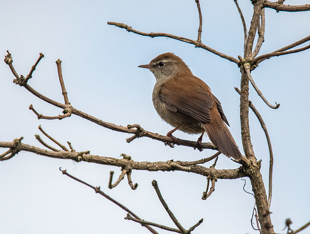 Cetti's warbler