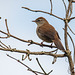 Cetti's warbler