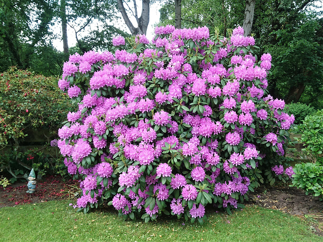 Rhododendron-Blüte in Parzelle 72