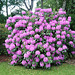 Rhododendron-Blüte in Parzelle 72