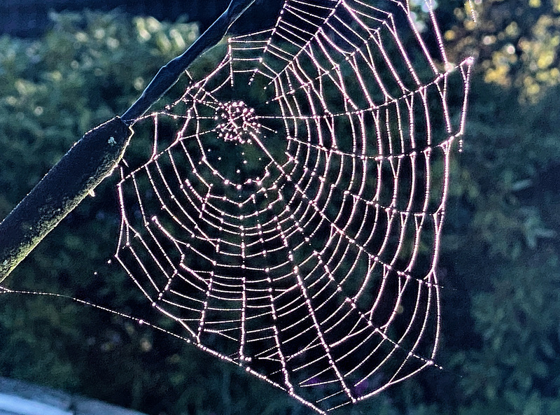 Kunstwerk einer Spinne auf dem Autodach