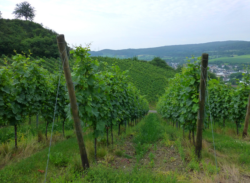 Weinberge oberhalb von Bad Neuenahr