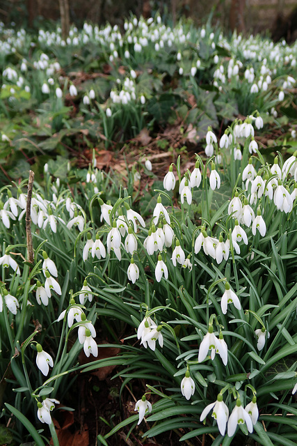 Snowdrops