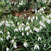 Snowdrops