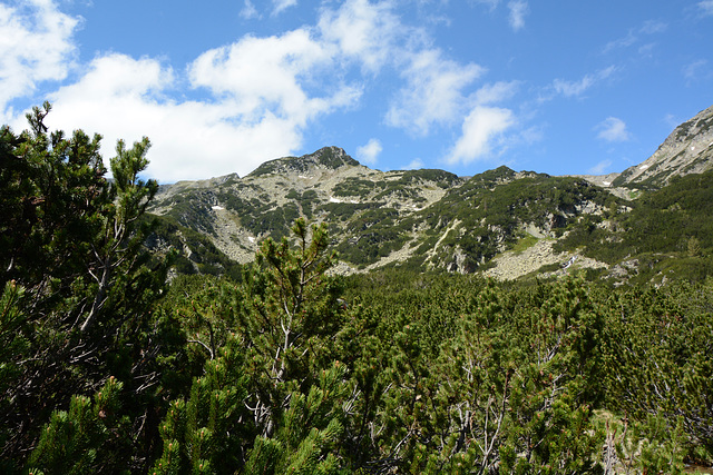 Bulgaria, Pirin Mountains, Coniferous Forest in the Banderitsa River Valley