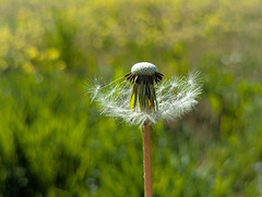 Seedhead