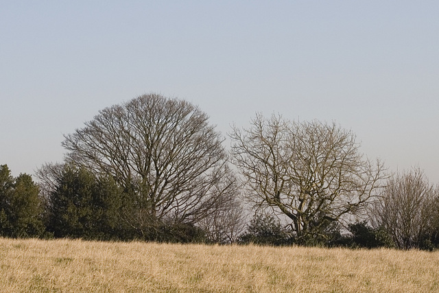 Winter hedgerow