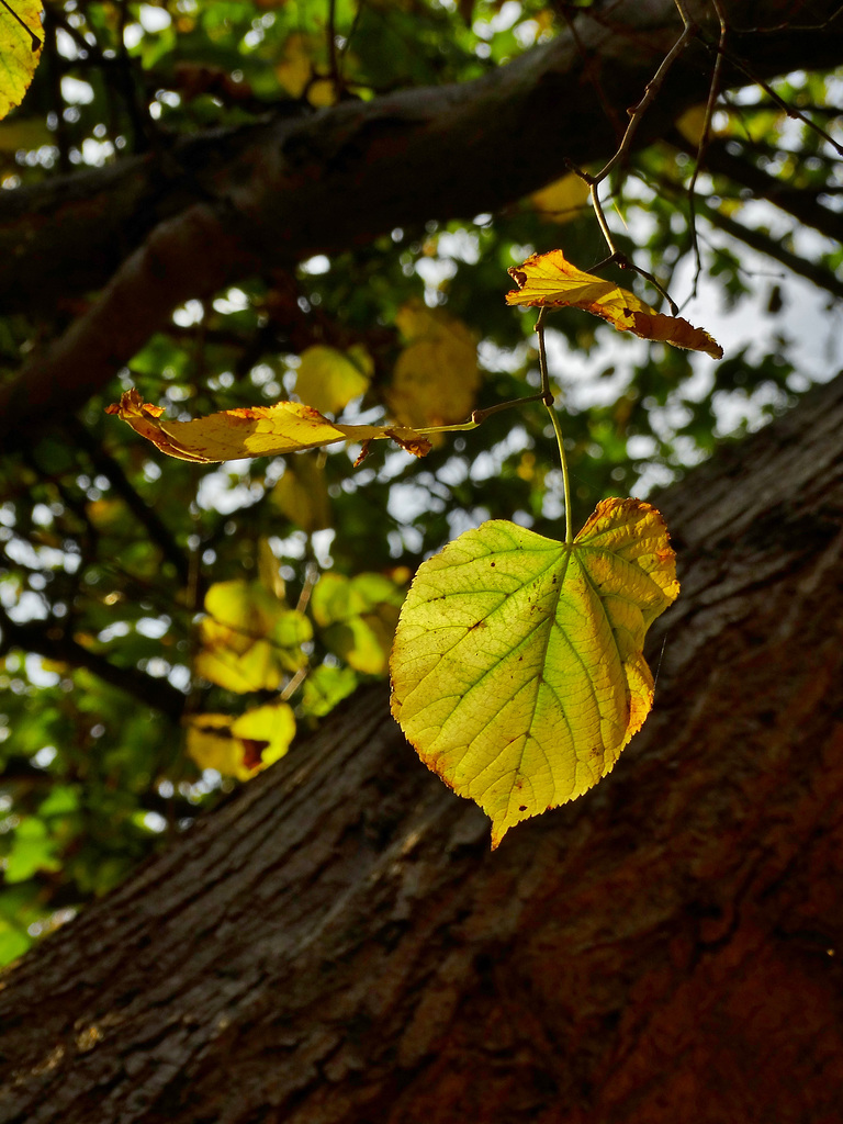 Sunlit Leaves