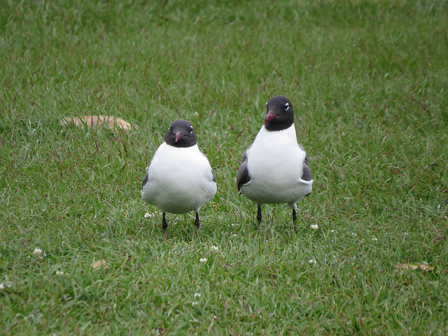 Laughing gulls