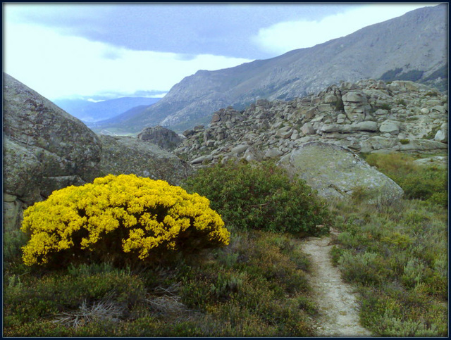 Granite and broom