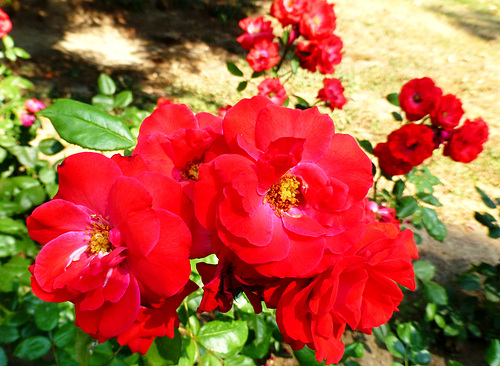 DE - Bad Neuenahr - Rose at Spa Gardens