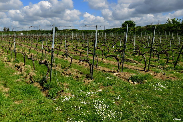 Vignes de l'Oise