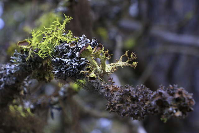 Lichens