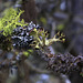 Lichens