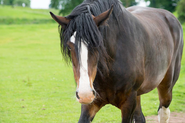 Shire horse 2