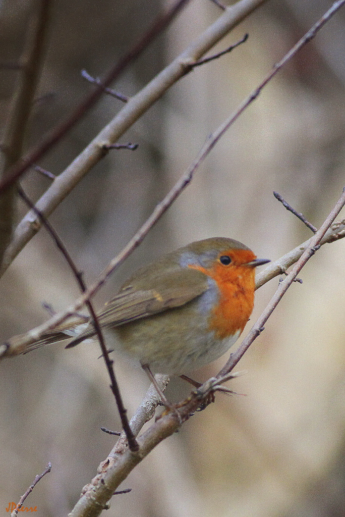 Robin