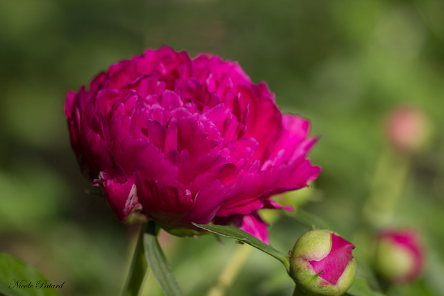 Belle rouge