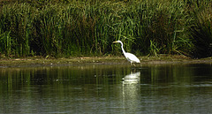 20200901 9654CPw [D~PB] Silberreiher, Delbrück