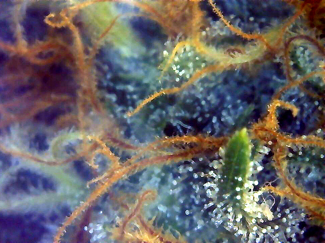 Cannabis Trichomes