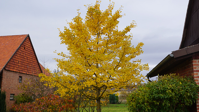 Gingko in voller Farbe